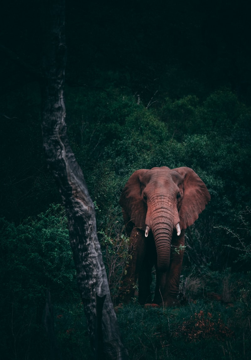 Wildlife in Kaziranga