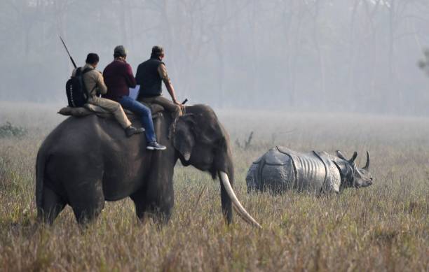 Manas & Pobitora Safari